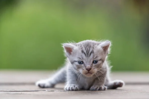 Ένα Μικρό Νεογέννητο Γκρι Γατάκι Περιμένει Γάτα Χαριτωμένα Αστεία Κατοικίδια Εικόνα Αρχείου