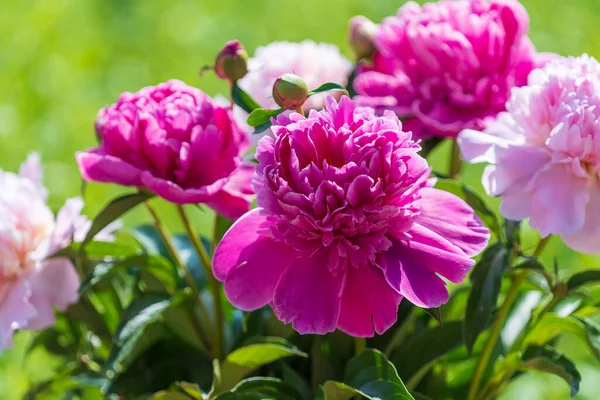 Красивый Букет Цветов Розовые Пионы Саду Украина Красочные Пионы Природе — стоковое фото