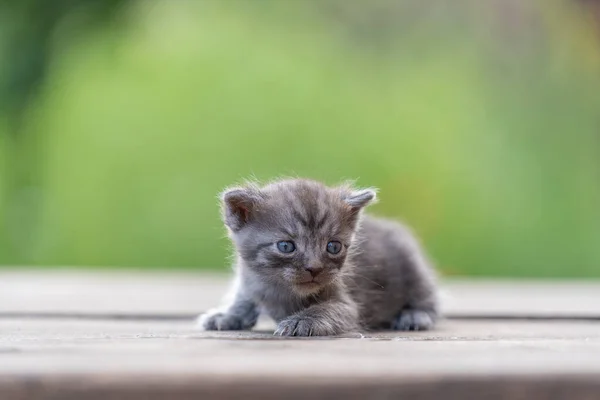 Mały Nowonarodzony Szary Kotek Czeka Kota Słodkie Śmieszne Domowe Zwierzaki Obraz Stockowy