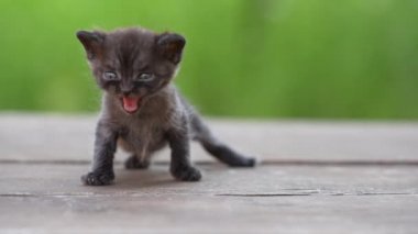 Yeni doğmuş küçük gri kedi yavrusu kediyi bekliyor. Şirin, komik ev hayvanları. Evcil hayvanı kapatın. Yavru kedi üç haftalık.