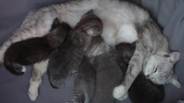 Anne kedi yavrularının yanında. Hayatının üç haftasında annesiyle birlikte yeni doğmuş yavru kediler. Evcil hayvanı kapatın.