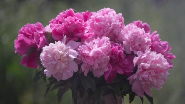 Piękny Bukiet Kwiatów Różowe Piwonie Ogrodzie Podczas Deszczu Ukraina Kolorowe — Wideo stockowe