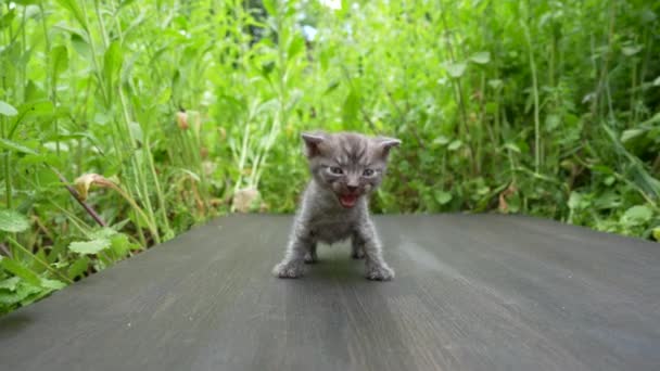 Little Newborn Gray Kitten Waiting Cat Cute Funny Home Pets — Stock Video ©  OlegDoroshenko #576931896