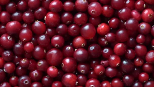 Harvest Red Fresh Cranberry Close Top View Beautiful Texture Red — Stock Video