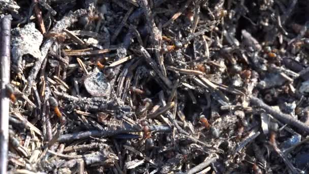 Μεγάλη Μυρμηγκοφωλιά Στο Δάσος Μεγάλη Μυρμηγκοφωλιά Αποικία Μυρμηγκιών Στο Θερινό — Αρχείο Βίντεο