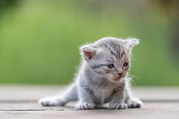 新生児の灰色の子猫が猫を待っている かわいい面白い家のペット 家畜を閉めろ 人生の3週間で子猫 — ストック写真