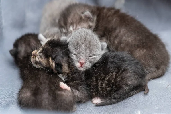 目を閉じて小さな新生児の子猫が猫を待っています かわいい面白い家のペット 家畜を閉めろ 人生の初日に目の見えない子猫 ロイヤリティフリーのストック画像