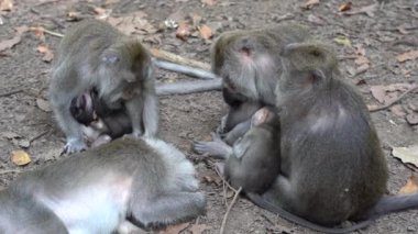 Ubud, Bali, Endonezya 'daki kutsal maymun ormanlarında vahşi maymun ailesi. Maymun orman parkı seyahat yerleri ve Asya 'da maymunların vahşi yaşam ortamında yaşadığı turistik yerler.