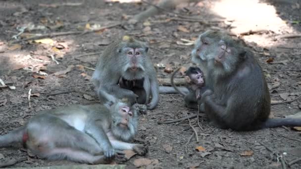 Wild Monkey Family Sacred Monkey Forest Ubud Island Bali Indonesia — Stock Video