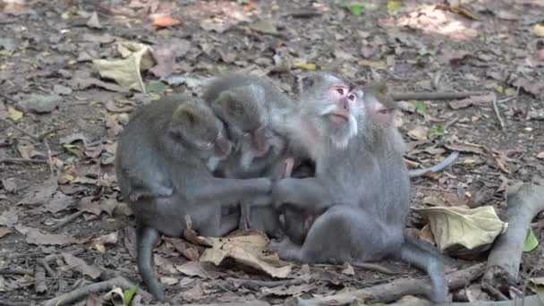 Rodina Divokých Opic Posvátném Opičím Lese Ubud Ostrov Bali Indonésie — Stock video