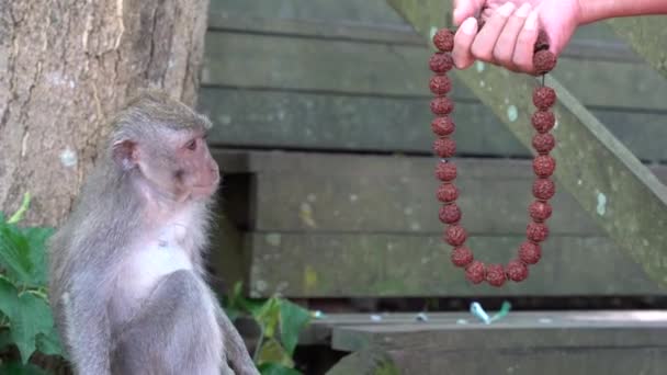 Дику Мавпу Грають Чотками Які Руках Людини Священному Лісі Мавп — стокове відео