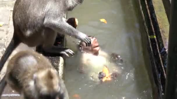 野生のサルは インドネシアのバリ島のウブドの神聖な猿の森で入浴し 池で遊ぶ サルが野生動物に生息するアジアの森林公園旅行のランドマークや観光地 — ストック動画