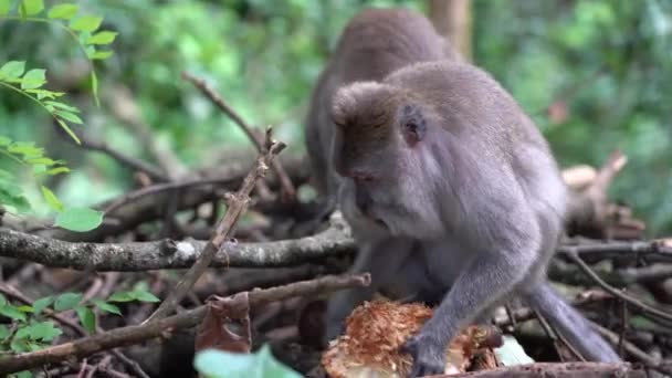 Vild Apfamilj Helig Apskog Ubud Bali Indonesien Monkey Forest Park — Stockvideo
