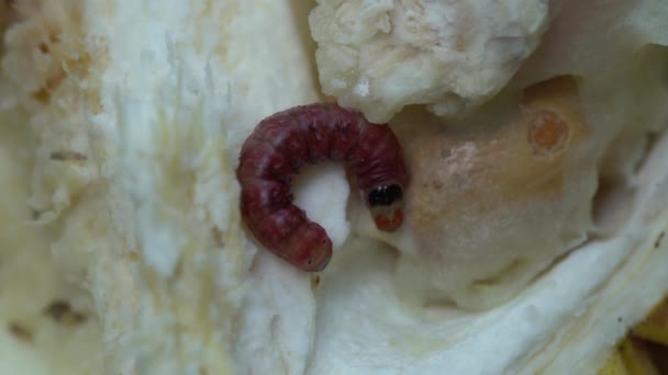 幼虫以新鲜榴莲为食 并在上面咀嚼了一个洞 印度尼西亚 榴莲上爬行的果虫 — 图库视频影像
