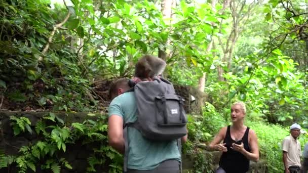Ubud Bali Indonesia Aprile 2019 Scimmie Selvatiche Saltano Sui Turisti — Video Stock