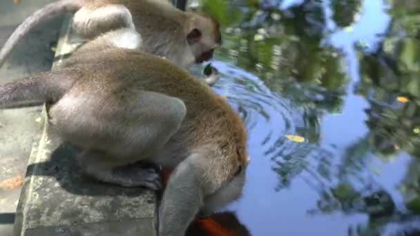 印尼巴厘岛乌布德 野生猴子在神圣的猴子森林的池塘里 观赏着织锦鲤鱼在游泳 猴子森林公园是亚洲的地标性旅游胜地 猴子生活在这里的野生动物环境中 — 图库视频影像