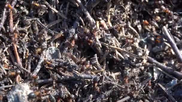 Μεγάλη Μυρμηγκοφωλιά Στο Δάσος Μεγάλη Μυρμηγκοφωλιά Αποικία Μυρμηγκιών Στο Θερινό — Αρχείο Βίντεο