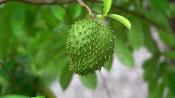Πράσινα Φρέσκα Τροπικά Φρούτα Soursop Annona Muricata Sirsak Ακόμα Κρέμονται — Αρχείο Βίντεο