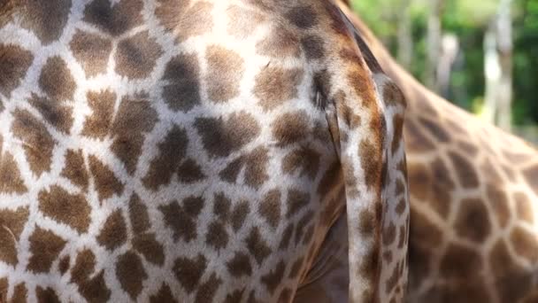 Ogon Tylny Tułów Afrykańskiej Żyrafy Zbliżenie Dzikie Zwierzęta Afrykańskie — Wideo stockowe
