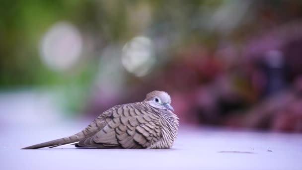 新加坡植物园内的野生鸽子或溢出的中国鸽子或山鸽或珍珠形鸽子或斑鸠 — 图库视频影像