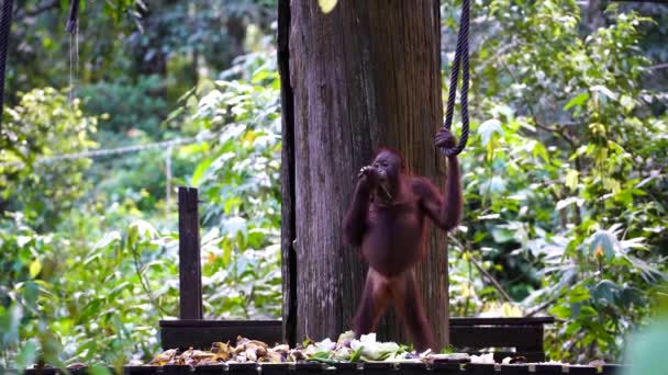 Wild Orangutan Rainforest Island Borneo Malaysia Close Orangutan Monkey Platform — Stock Video