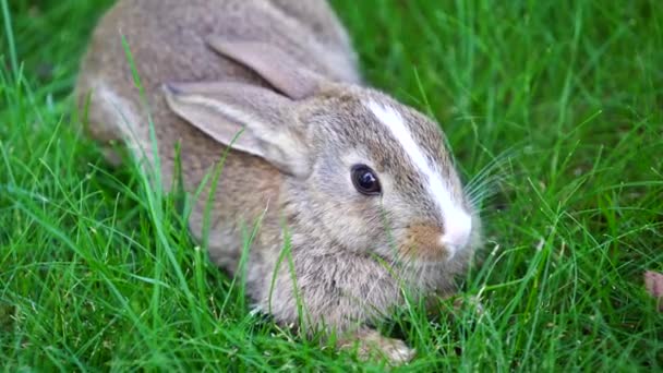 年轻可爱的兔子在绿草上吃着 走近点 动物与自然的概念 乌克兰基辅 — 图库视频影像