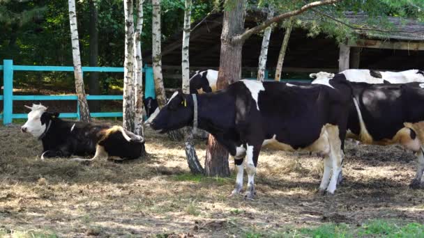Εκτροφή Βοοειδών Αγελάδες Ένα Στάβλο Μια Φάρμα Στην Ουκρανία Κλείστε — Αρχείο Βίντεο