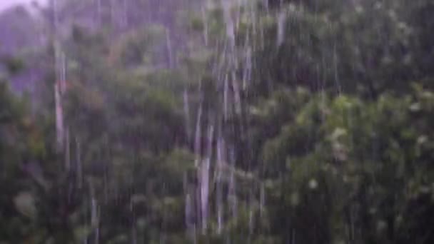 Manzanos Bajo Lluvia Fuerte Viento Tormenta Día Lluvioso Jardín Verano — Vídeos de Stock