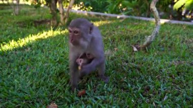 Vahşi maymun anne, bebeğiyle parkta turistlerin Danang, Vietnam 'da verdiği yemekleri yiyor. Kapat.