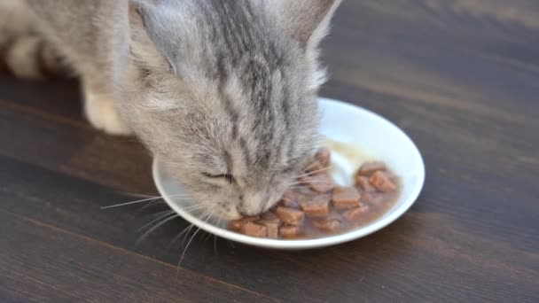 Cute Little Gray Cat Eats Wet Food White Plate Close — Vídeos de Stock