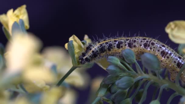 Cabbage Butterfly Caterpillar Green Broccoli Yellow Flowers Black Background Close — Stock Video