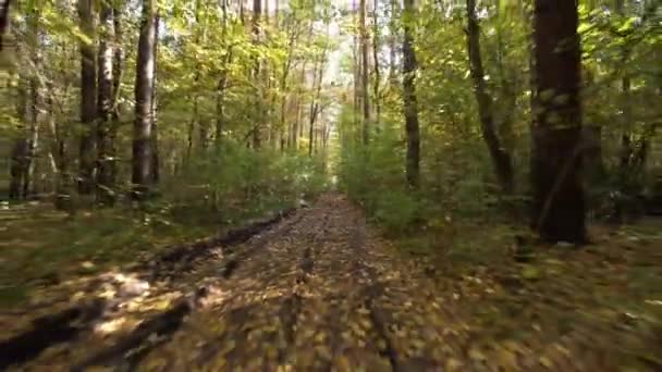 Переліт Через Лісову Дорогу Осіннього Сонячного Дня Дерева Формують Тунель — стокове відео
