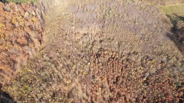 Güneşli Bir Günde Sonbahar Ormanı Manzarası Kozalaklı Yaprak Döken Ormanın — Stok video
