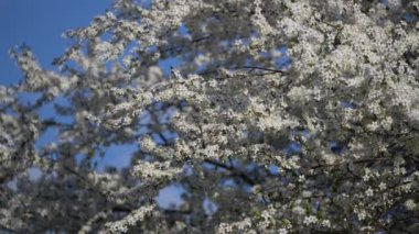 Baharda, kiraz ağacı beyaz çiçeklerle çiçek açar. Meyve bahçesinde çiçek açan ağaç. Çiçek açan dallar ağaçta sallanıyor mavi gökyüzüne karşı, yakın planda..