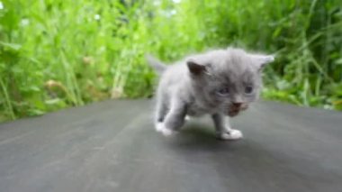 Yeni doğmuş küçük gri kedi yavrusu kediyi bekliyor. Şirin, komik ev hayvanları. Evcil hayvanı kapatın. Doğada üç haftalık bir yavru kedi.
