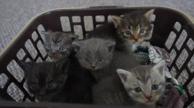 Küçük beş kedi yavrusu sepette kediyi bekliyor. Şirin, komik ev hayvanları. Evcil hayvanı kapatın. Bir aylık yavru kediler.
