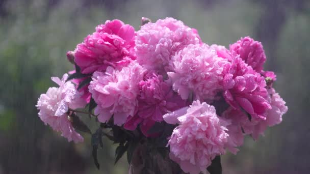 Bellissimo Bouquet Fiori Peonie Rosa Giardino Durante Pioggia Ucraina Peonie — Video Stock