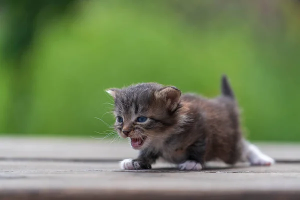 Pequeno Gatinho Cinzento Recém Nascido Está Esperando Gato Bonitos Animais Imagens De Bancos De Imagens