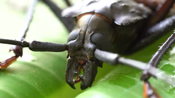 Giant Fijian Longhorn Beetle Island Koh Phangan Thailand Close Macro — Stock Video
