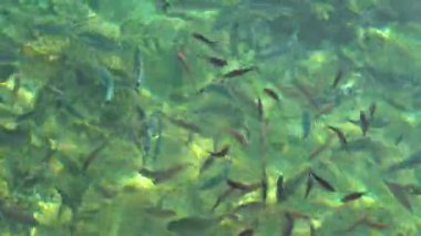 Temiz suda balıklar, güneş yansıması, Ege denizi, Bodrum, Türkiye. Kristal berrak deniz suyunda balık
