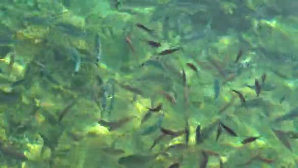 Fishes Clear Water Sun Reflection Aegean Sea Bodrum Turkey Fish — Stock Video