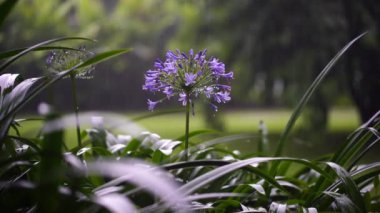 Agapanthus praecox, mavi zambak çiçeği, yaklaş. Afrika zambağı ya da Nil zambağı, Amarillidaceae familyasının popüler bahçe bitkisidir. Tanzanya, Doğu Afrika