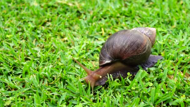 大蜗牛在绿色的草地上爬行 夏天的一天 在阿鲁沙 坦桑尼亚 关闭花园 — 图库视频影像