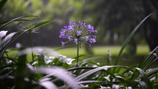 Agapanthus Praecox Niebieski Kwiat Lilii Zbliżenie Afrykańska Lilia Lub Lilia — Wideo stockowe