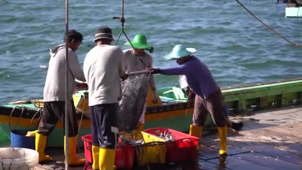 Kota Kinabalu Malajzia 2020 Február Malajziai Halászok Frissen Fogott Halat — Stock videók