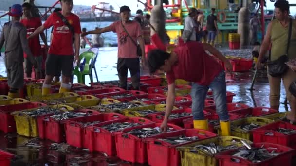 말레이시아의 키나발루 2020 말레이시아의 노동자들 최근에 물고기와 오징어에서 잡혀서 말레이시아의 — 비디오