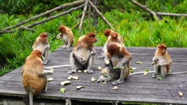 Borneo, Malezya 'nın yağmur ormanlarındaki vahşi hortum maymunu ya da Nasalis larvası, yaklaşın. Ormanda gönüllülerin organize ettiği yiyeceklerle perondaki hortumlu maymun.