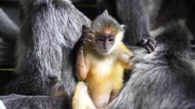 Gümüş renkli lutung bebek maymun, Trachypithecus cristatus, gümüş yapraklı maymun ya da gümüş langur maymunu olarak da bilinir. Borneo, Malezya 'daki mangrov ve nehir ormanlarında yaşar.