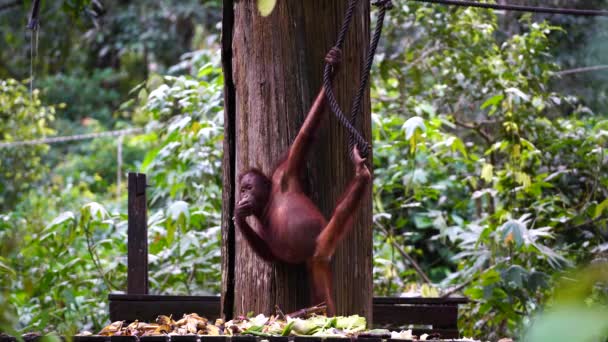 Borneo Malezya Daki Yağmur Ormanlarında Yaşayan Vahşi Bir Orangutan Orangutan — Stok video