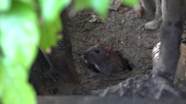 马来西亚婆罗洲岛Kota Kinabalu市 一只野生老鼠在街头市场附近的地面上打洞 — 图库视频影像